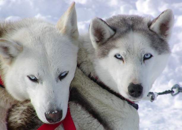 Two white husky dogs